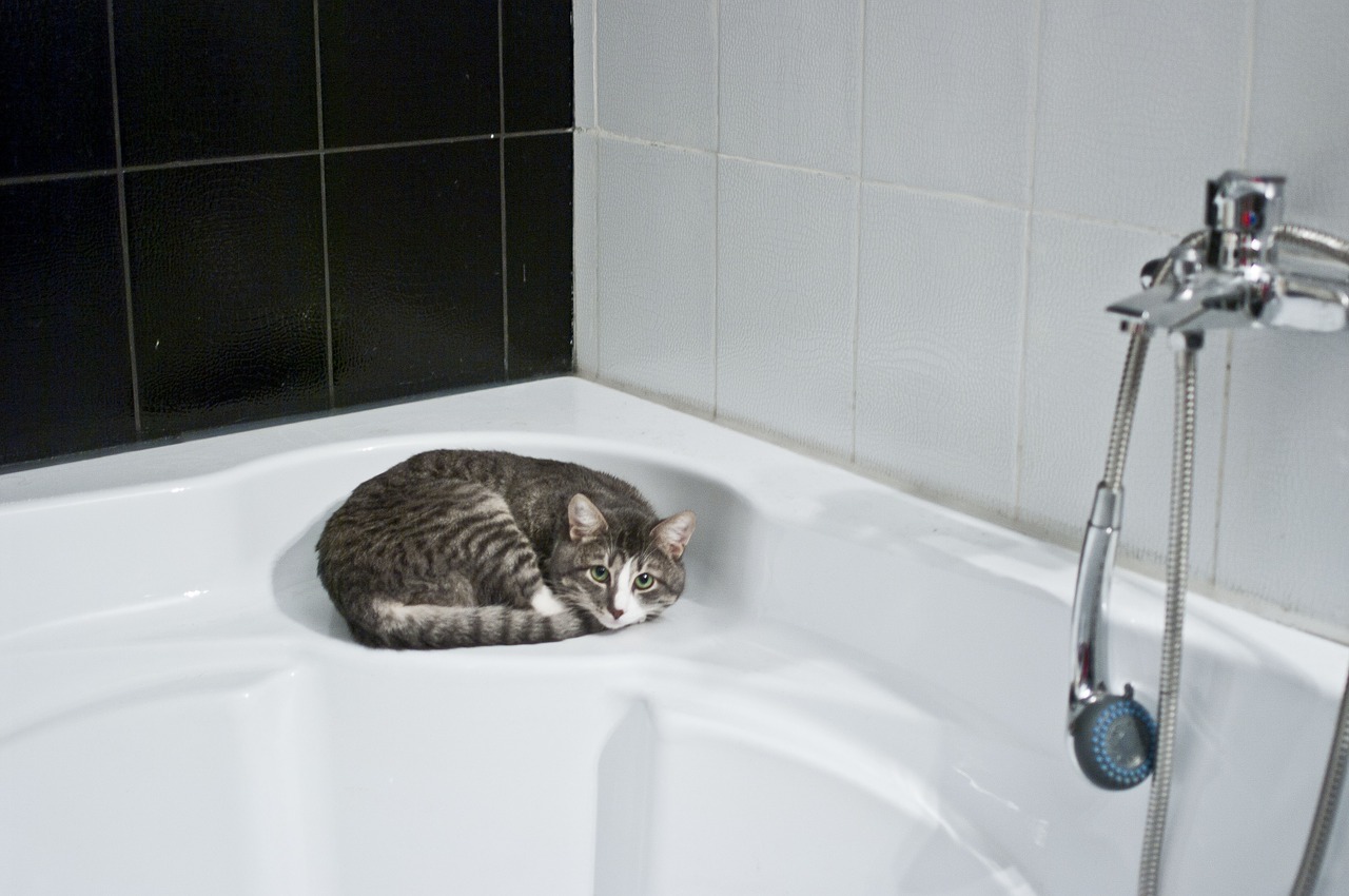 cat in bathroom